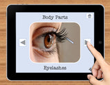 NO PRINT Body Parts Vocabulary Flashcards