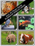 Animals PHOTO CARDS The Elementary SLP Materials Shop 