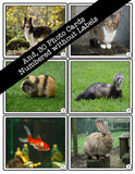 Pets PHOTO CARDS The Elementary SLP Materials Shop 